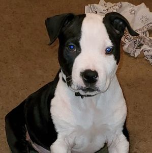 Meet your Posher, Johnnie